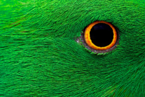 Parrot Eye HD 5K4429618805 300x200 - Parrot Eye HD 5K - Parrot, Eye, Breed